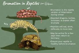 Brumation in Reptiles and How to Prepare
